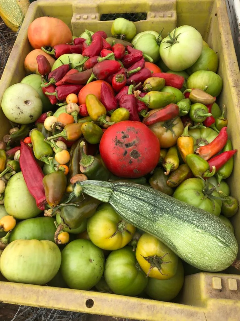 Cosecha y productos locales del campo en Parque Bienestar Pitama